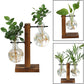 Glass Hydroponic Wooden Base Home Tabletop Terrarium